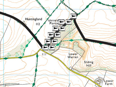 Icknieldbank plantation